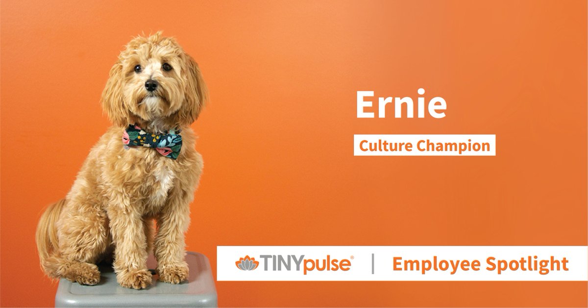 TINYpulse's tweet image. &quot;The best part of my job is the people. They are dedicated and enthusiastic about giving me scratches whenever they see me.&quot; Meet Ernie, our #TINYpulse culture champion. Bringing our furry friends to work can reduce stress and nurture productivity.