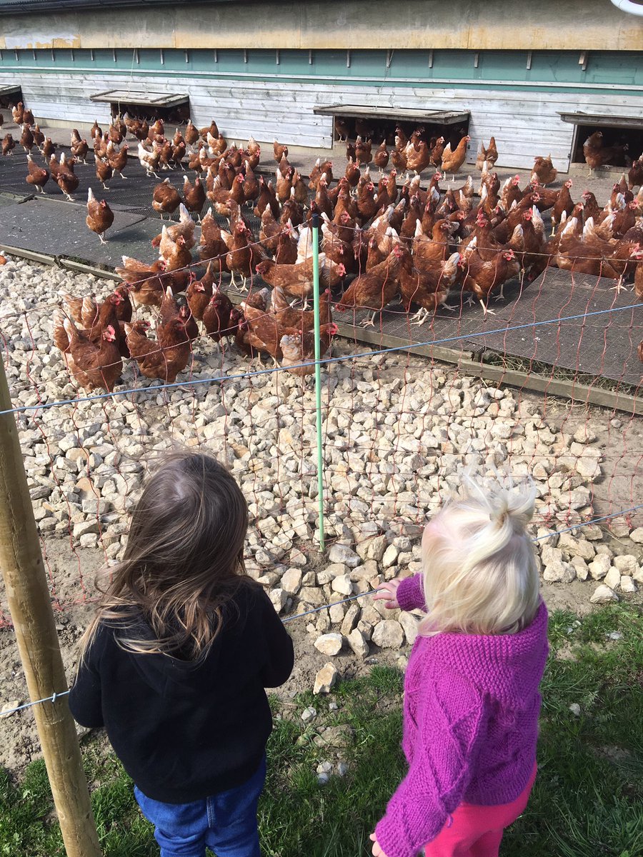 BluebirdsLittle's tweet photo. A super visit to the farm #outdoorlearning #outdoorfun #lambs #chickens #alpacas https://t.co/2daV7am2C6