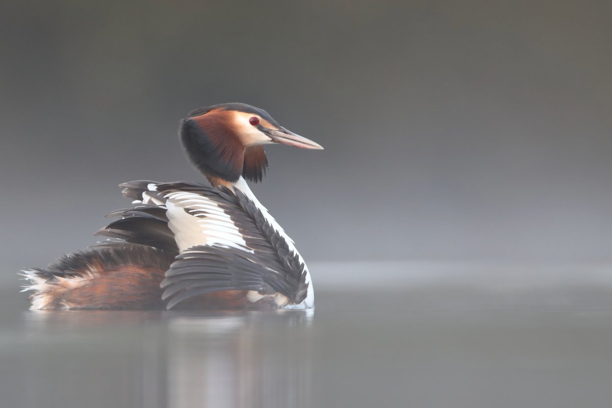 MikeMcKen8's tweet photo. Great crested grebe "cat dance" @NatureUK @wildlife_uk @BBCEarth https://t.co/Vqqh0PQYTv