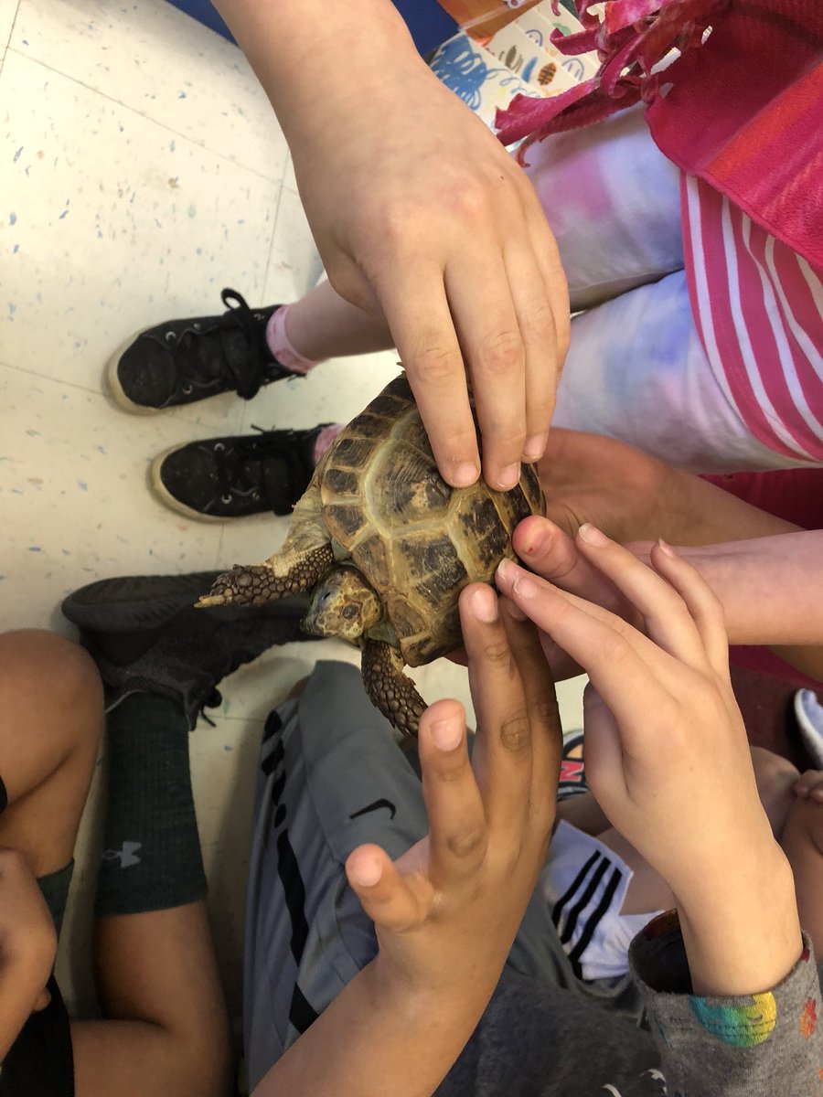 Dabney50176672's tweet photo. We had a very special tortoise visit Ms.Erickson‘s class today...was a continuing part of our measurement project. Students used standard and non-standard ways to measure her length, width, height, and speed.
#Tolbertcares #Tolbert19 #Tolbert18 https://t.co/8WxDE9xocS