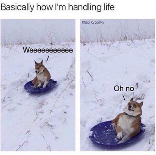 FalkorTheDoge's tweet photo. Yup. #dogs #RUFF https://t.co/6597vfsStY