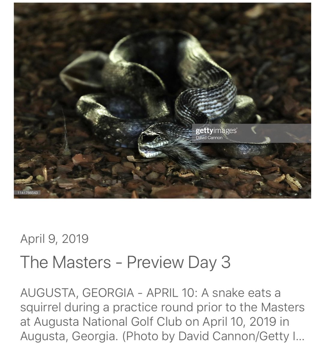 darrenrovell's tweet photo. I know people who claim to have not seen a squirrel at Augusta. A Getty photographer might have caught the reason why. https://t.co/ePmcfFRnGv