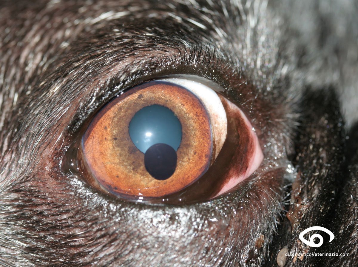 diagnosticovet's tweet photo. Nueva entrada en la web. Siguiendo con una serie de imagenes clínicas de oftalmologia, en esta ocasión https://t.co/GCKPCVNzCO https://t.co/YA36Q5yKwY