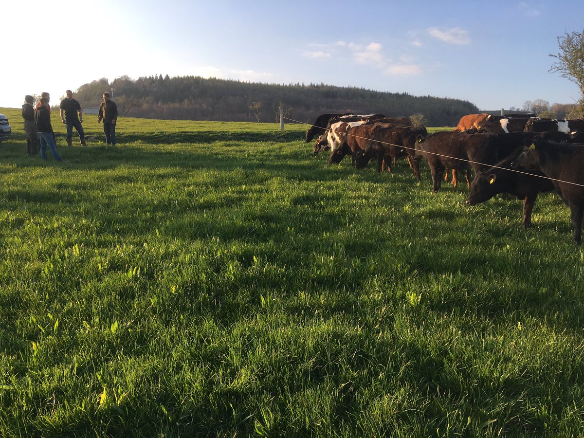 PrecGrazeWales's tweet photo. Excellent work by Sam Carey, @eurofedwards and the rest of the team at Rhiwlas, Bala to transform unproductive land to an amazing heifer rearing block... Interesting discussion about herbal leys and the merits of high grazing residuals ☘️ https://t.co/IBKEdvYzLA