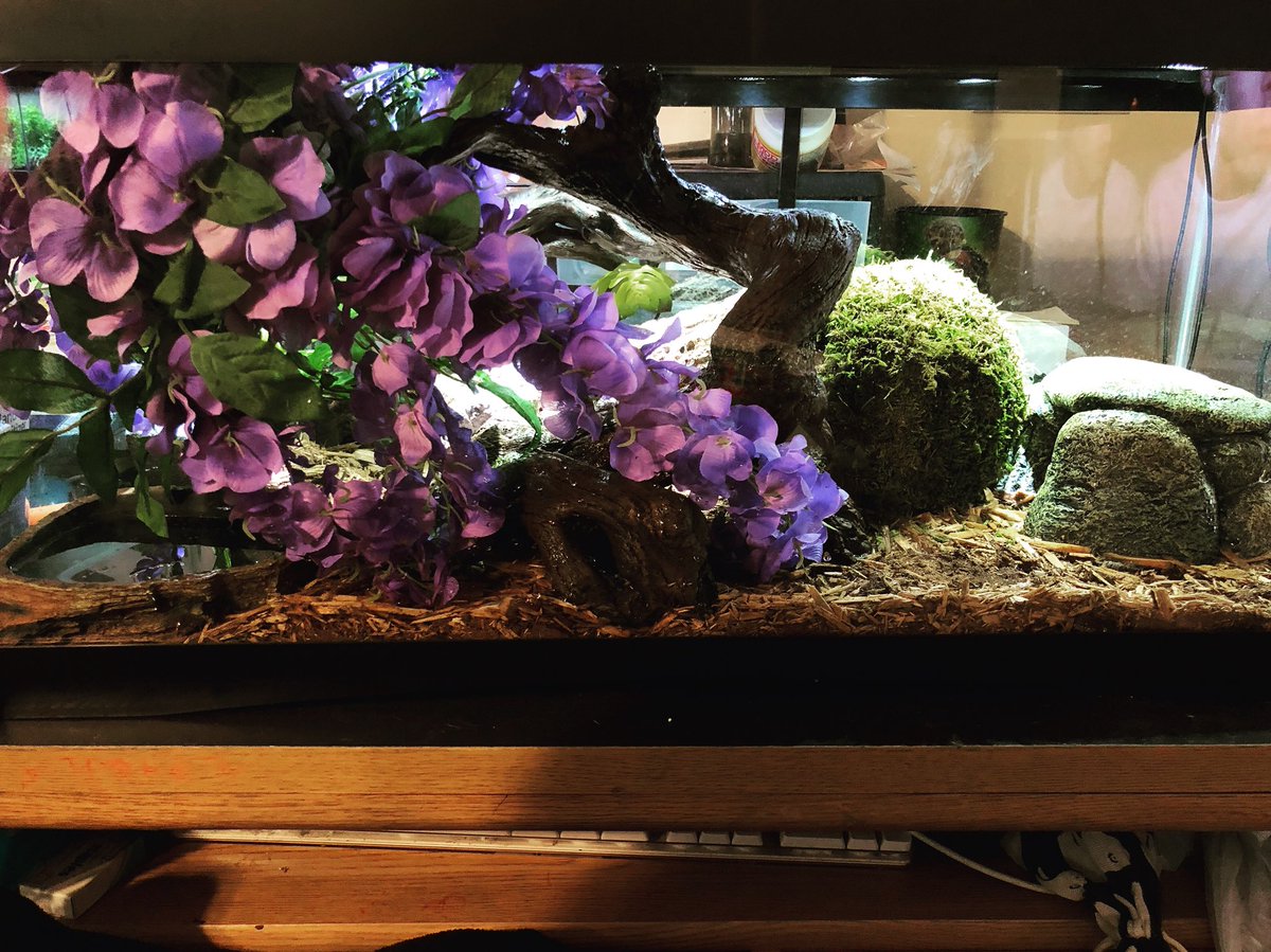 Vesper’s tank is just so pretty 😍