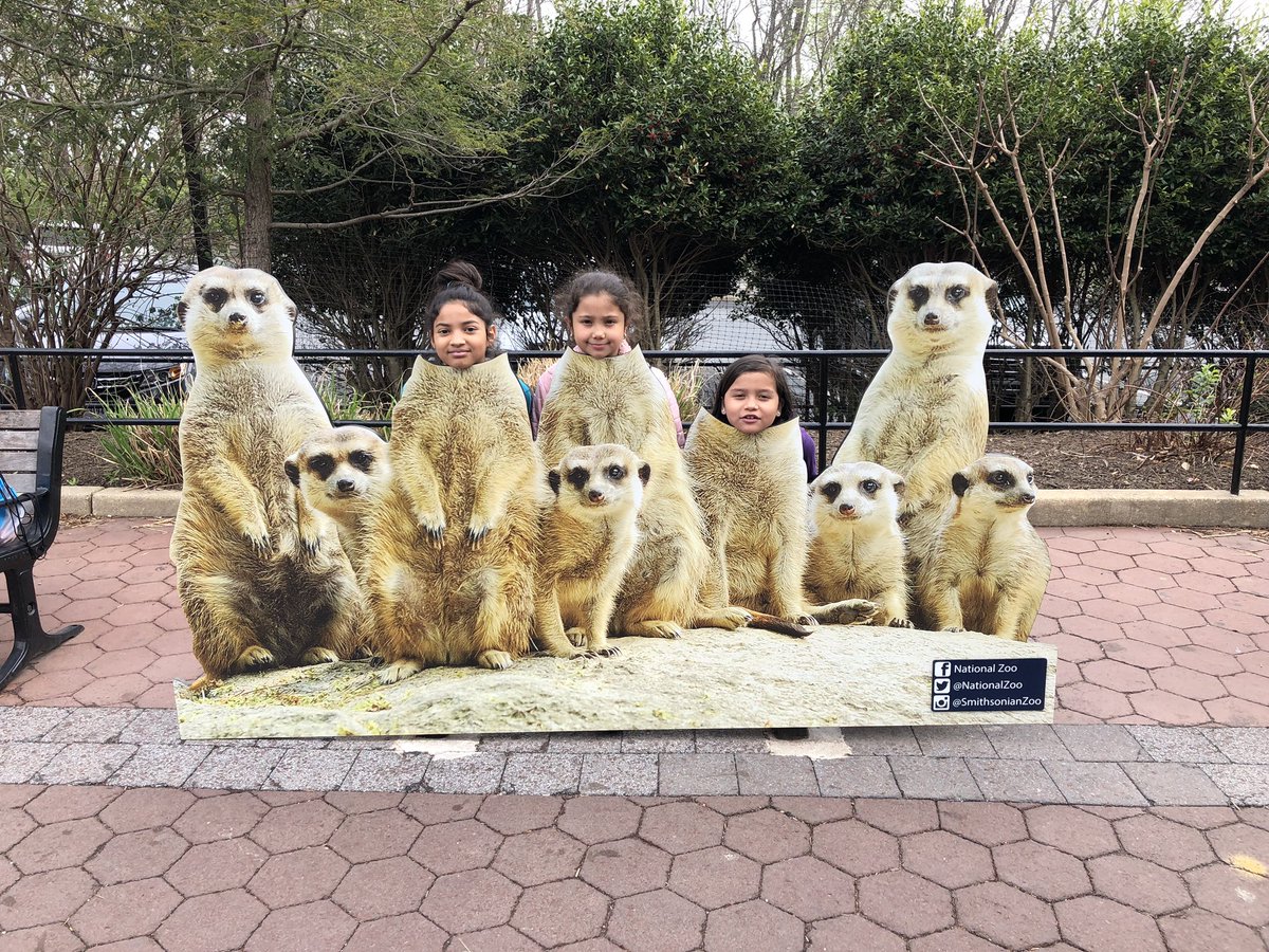 MrsG_Richardson's tweet photo. Third grade had So much fun at the #nationalzoo! @Potowmack_ES https://t.co/RyWILhomql