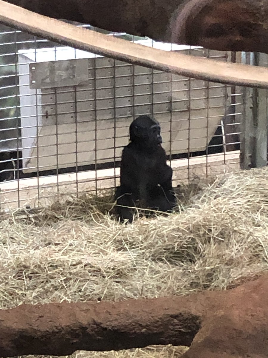 MrsG_Richardson's tweet photo. Third grade had So much fun at the #nationalzoo! @Potowmack_ES https://t.co/RyWILhomql