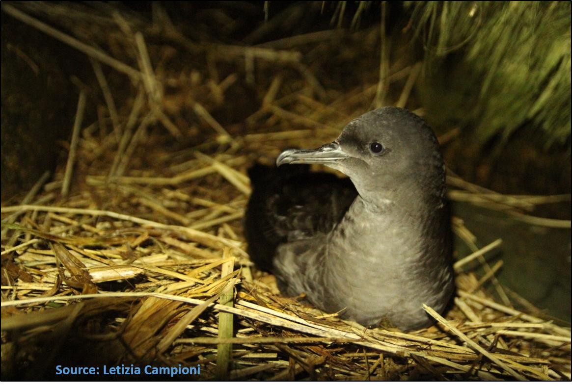 4 #WSTC5 #PopSesh2 

In sum, tussac grass and habitat restoration may support Sooty Shearwater and burrowing seabird #conservation. If interested, please check out our pub on this at: bit.ly/2uWjknA. Or learn about crazy complex seabird burrows: bit.ly/2X0miU5.