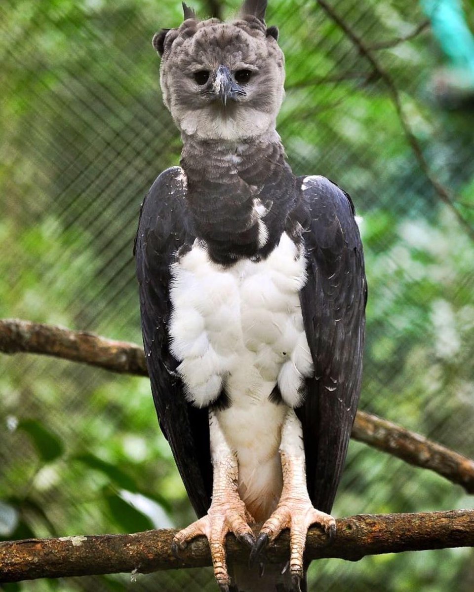 La Águila Harpía se declaro ave nacional de Panamá el 10 de abril de 2002,  y desde entonces cada 10 de abril se celebra. | NEXpanama | Scoopnest
