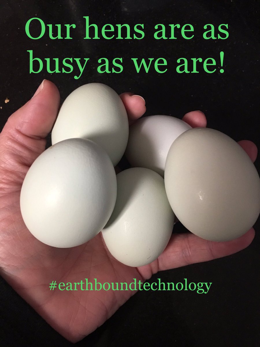 EarthboundTech's tweet photo. Took a break from the computer to gather these beauties!
#countrylife #smallbusiness #earthboundtechnology #GirlBoss https://t.co/iKNBrwpim0