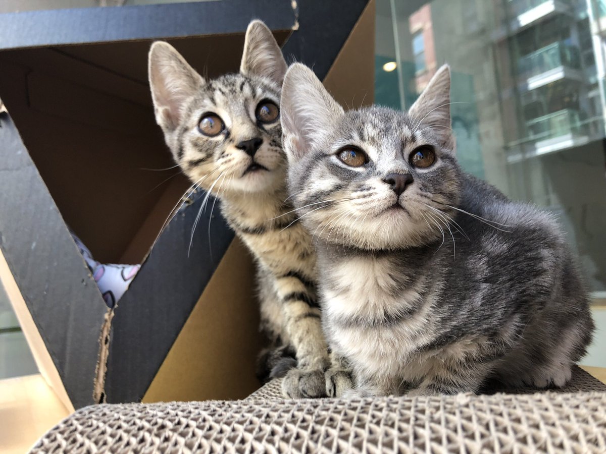 Staring at that #BlackHole picture like 🙀