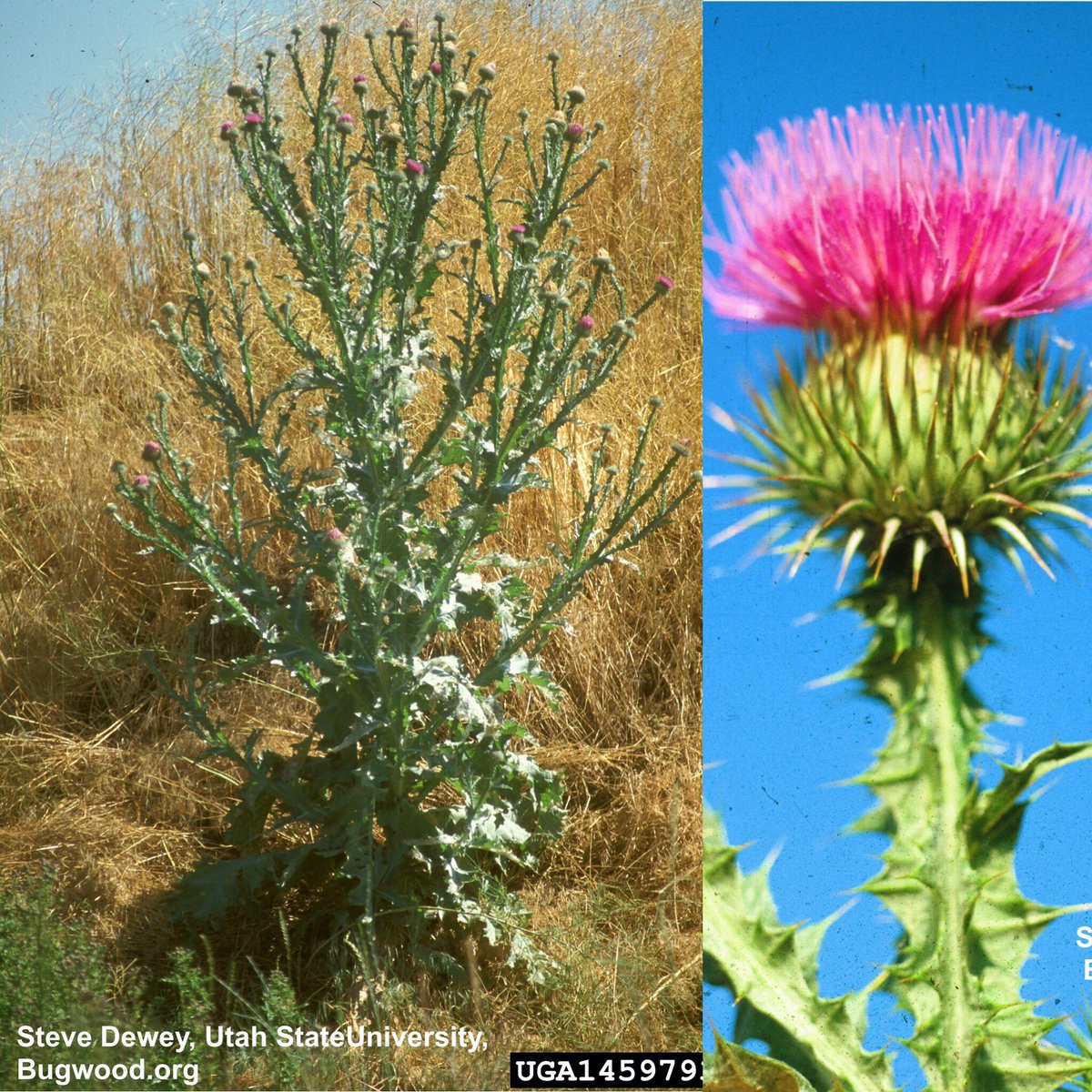 LRinvasives's tweet photo. Species Highlight: Scotch Thistle can grow up to 2.5 m (8ft) tall! It can produce up to 40,000 seeds per plant. Although it reproduces primarily by seed, some plants can regrow from the taproot. Please report any suspected sightings! #LRISS #invasiveplants #stopthespread https://t.co/GGySo69Gzn