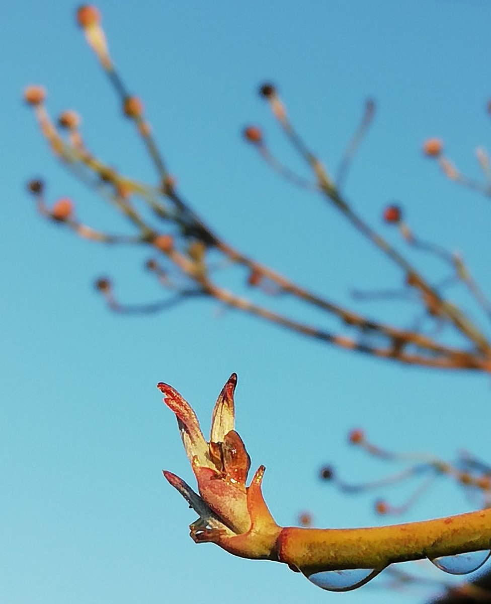 ハナミズキの蕾 ハナミズキの蕾