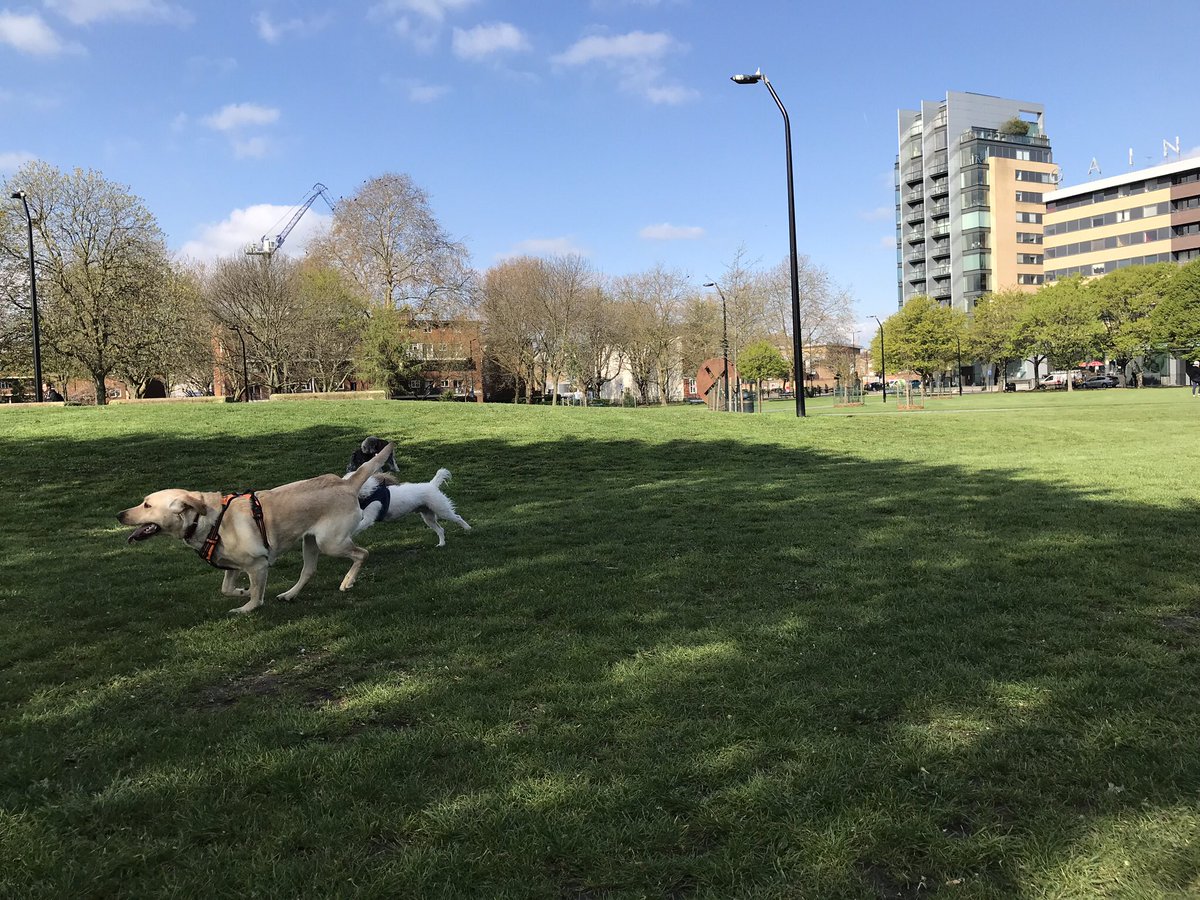 HowardsWayOut's tweet photo. Our pal Bella did a great #ItsAnEarThing for @Cafeterrier ๐ @ShepherdsPieDog and @HuwsThere were rolling with delight ๐๐ #RememberingLeo #EverybodyLovesLeo https://t.co/VAs5k83zmA