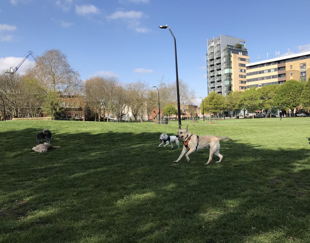 HowardsWayOut's tweet photo. Our pal Bella did a great #ItsAnEarThing for @Cafeterrier ๐ @ShepherdsPieDog and @HuwsThere were rolling with delight ๐๐ #RememberingLeo #EverybodyLovesLeo https://t.co/VAs5k83zmA