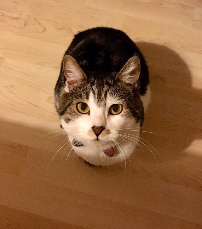 Cristina_Ryan_'s tweet image. The face she pulls when she knows exactly how to get what she wants. #princesspoppy #CatsOfTwitter #catcrazy