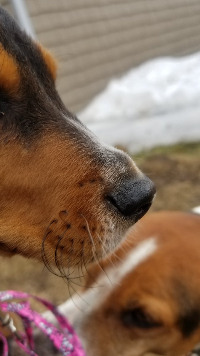 Larry Update! He went to the veterinarian today w/ his sisters. They are being treated for malnourishment, dehydration and parasites in their little bellies. Lots of shots, stool samples and rest for them in the coming days. Here's a Larry snoot for following along with us