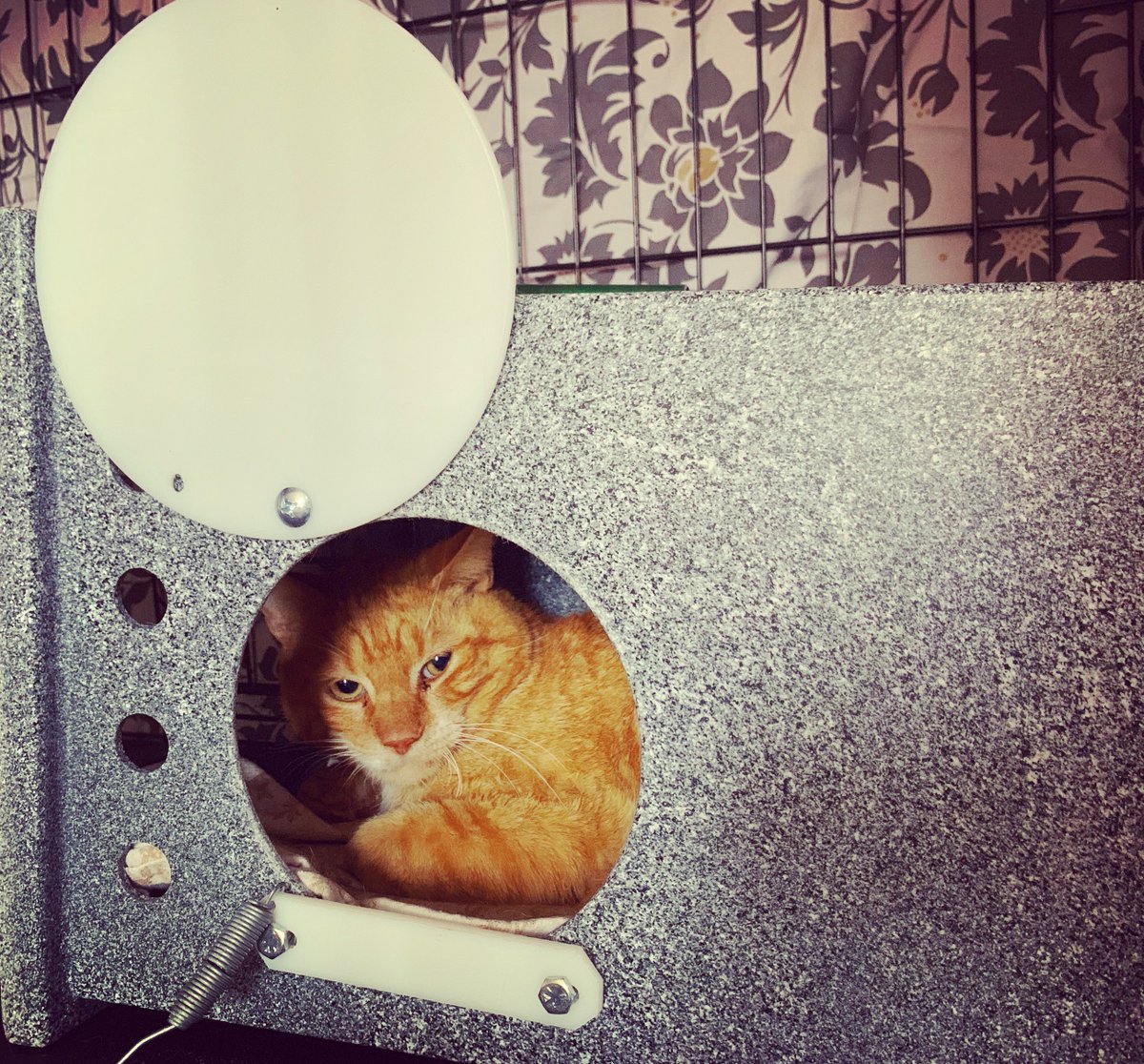 Catadelphia's tweet photo. Meet Calvino, our last holdout from our big TNR project in Germantown in March. He just had six bad teefers out and is resting comfortably. #FeralFoster #Catadelphia #ToothyTuesday https://t.co/fA9FaaCslp