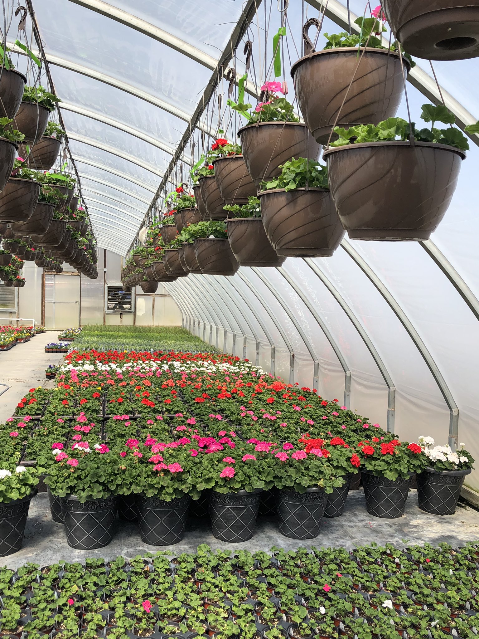 Lowe's Greenhouse on Twitter "Our greenhouses are full of blooms! Take