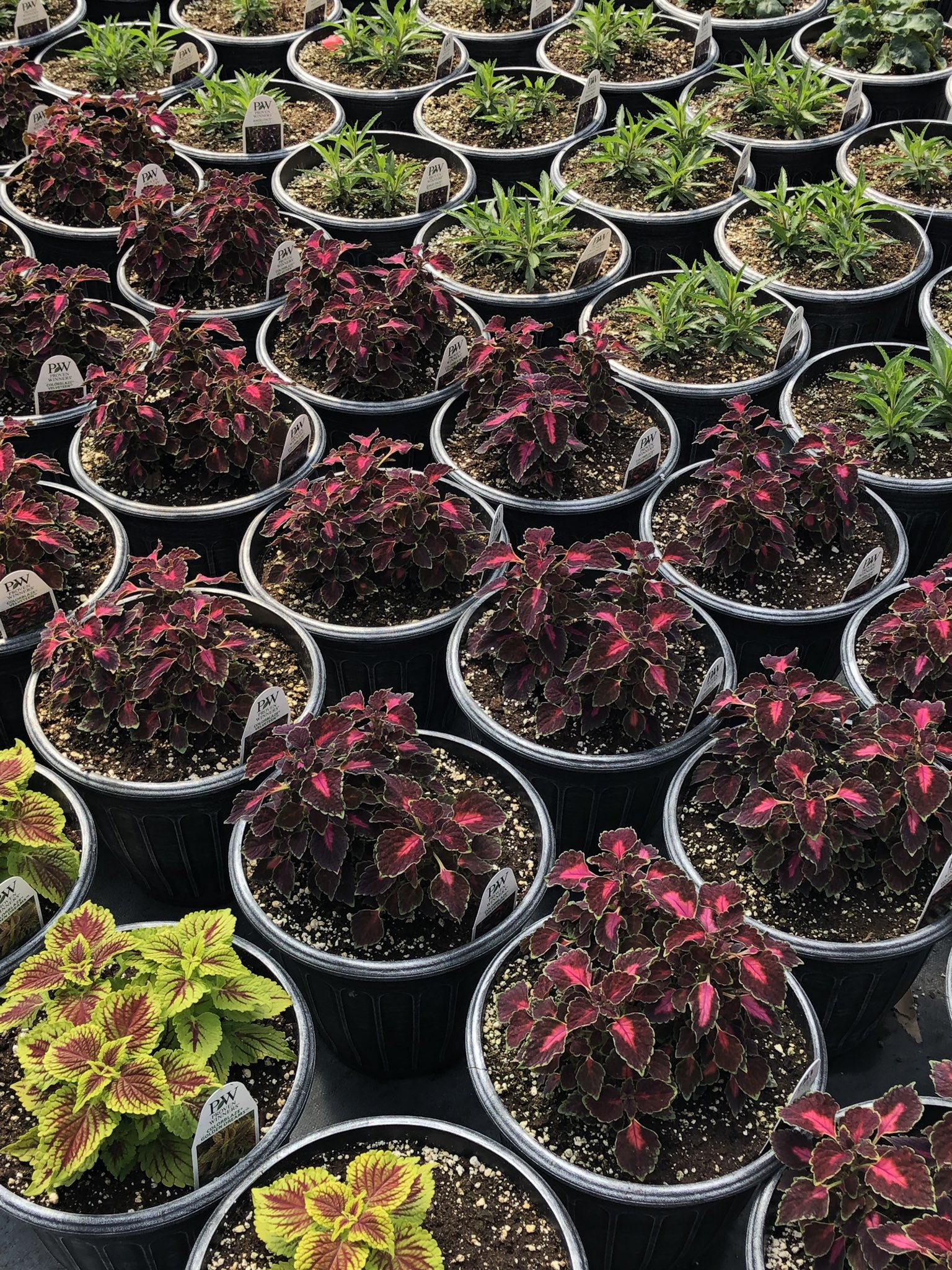 Lowe's Greenhouse on Twitter "Our greenhouses are full of blooms! Take