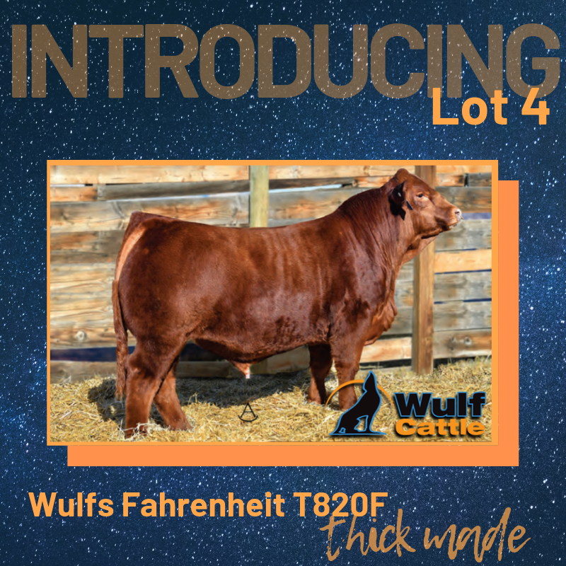 WulfCattle's tweet photo. Talk about a stacked pedigree! Wulfs Fahrenheit T820F is thick made from his numbers to his looks. He is a high calving ease and low birth weight bull who still performs at yearling weight. With an expressive rear quarter Wulfs Fahrenheit T820F is tough to ignore. https://t.co/erLyIDnm5E