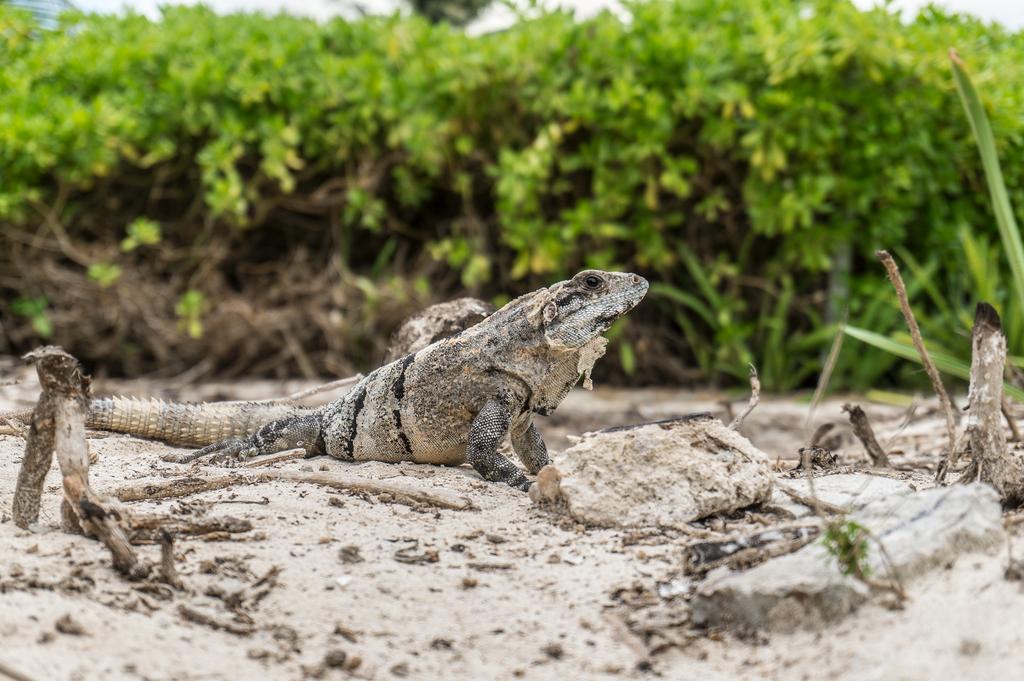 Hostea_'s tweet photo. The Yucatan Peninsula is a heavenly place, full of life and magic. Its natural riches and culture make it Mexico's most important tourist destination. #YucatanPeninsula #GoWithTheFlow #HosteaDestinations https://t.co/p7pRtycIsp