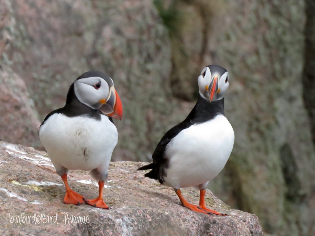 那須どうぶつ王国にいる #パフィン が、ちょっと困った顔してるけど