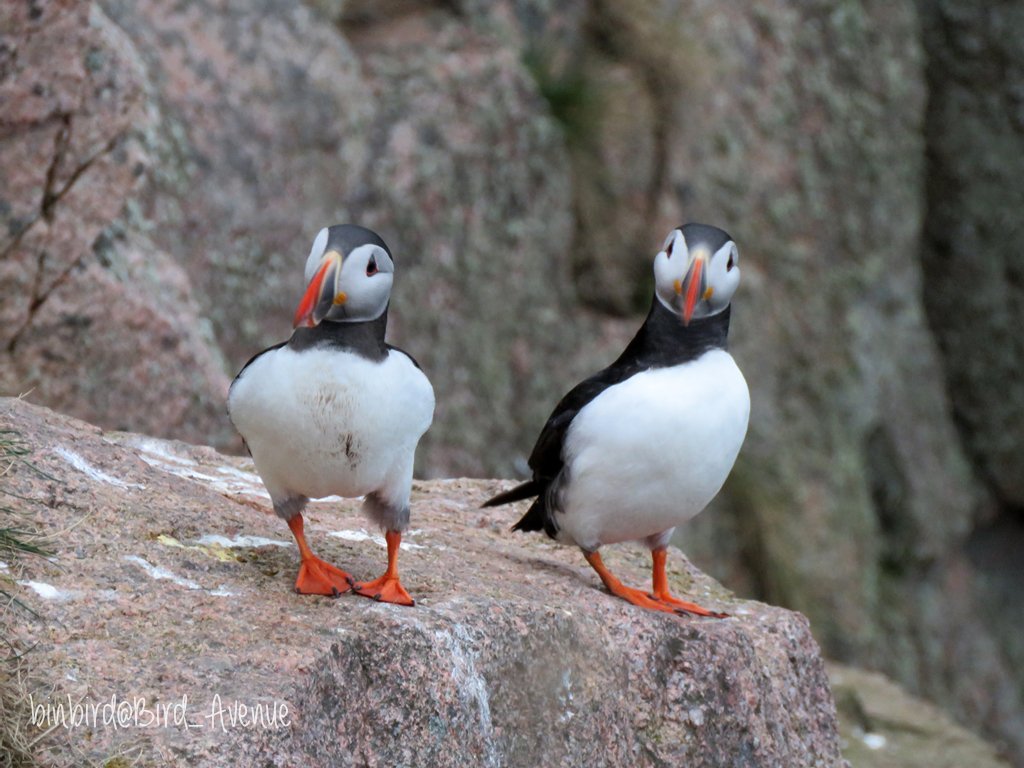 D30zdmiW0AMDYbj.jpg:medium