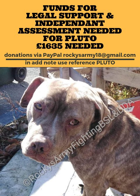Olive is a stray dog deemed type under bsl here is another hes called pluto. His finder is stepping forward as keeper.  like olive he needs the public to fight for him. Please as you have for olive support him &amp; donate even if its a £1 together we can help him. #TogetherStronger
