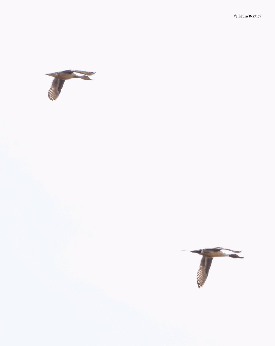 ABBestphotos's tweet photo. I was quite impressed with myself yesterday when I yelled STOP, thereโs #NorthernPintails on that puddle. We donโt see them that often. So beautiful! #WaterfowlWednesday https://t.co/9lxwvHuRqO