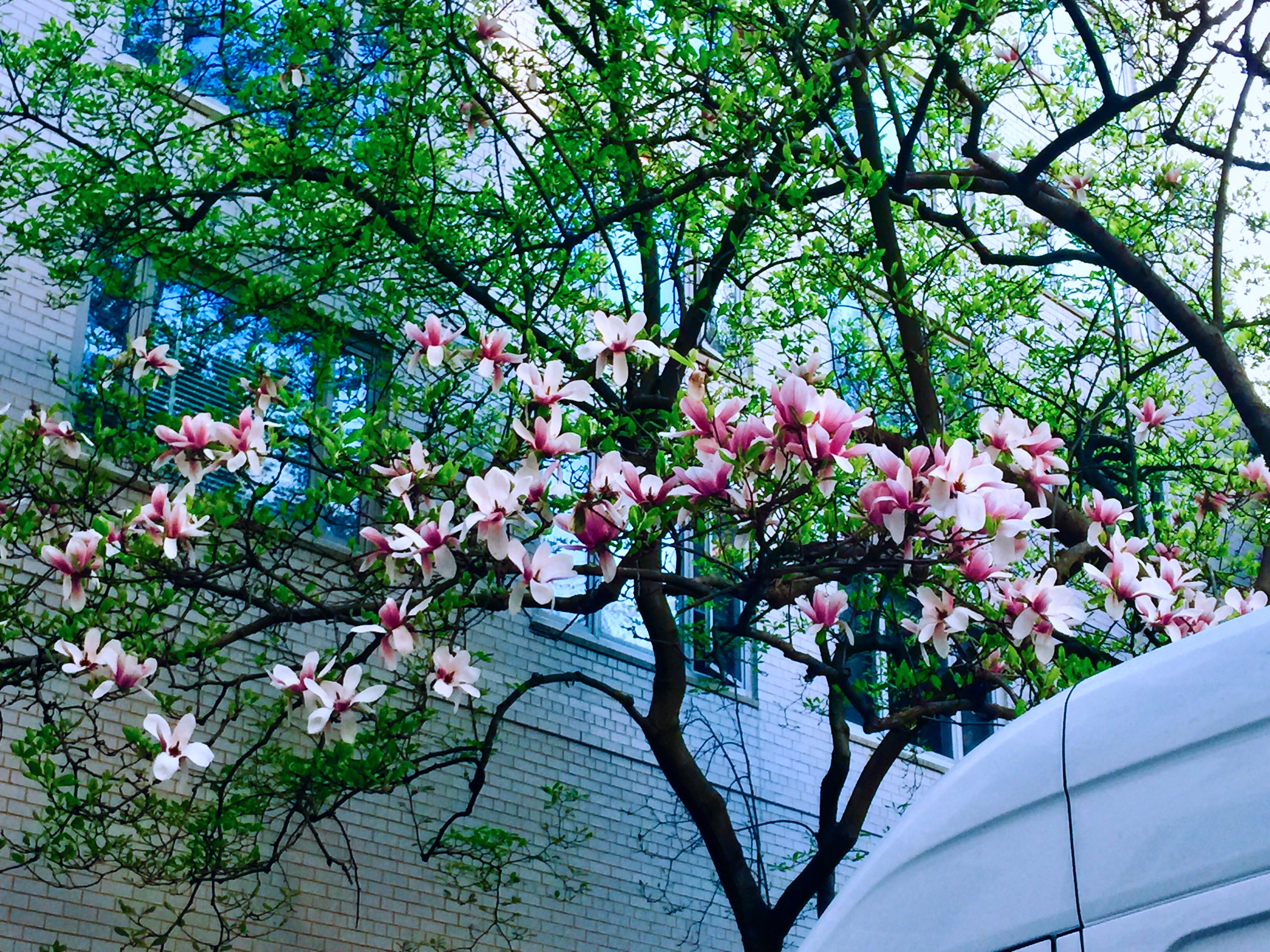 Jennifer Zeng 曾錚on Twitter My Flower Journal In Washington Dc April 10 The Last Magnolia Tree In This Spring 我的花事日記4月10日 春日裏最後一株玉蘭 T Co Abox81ubv5 Twitter