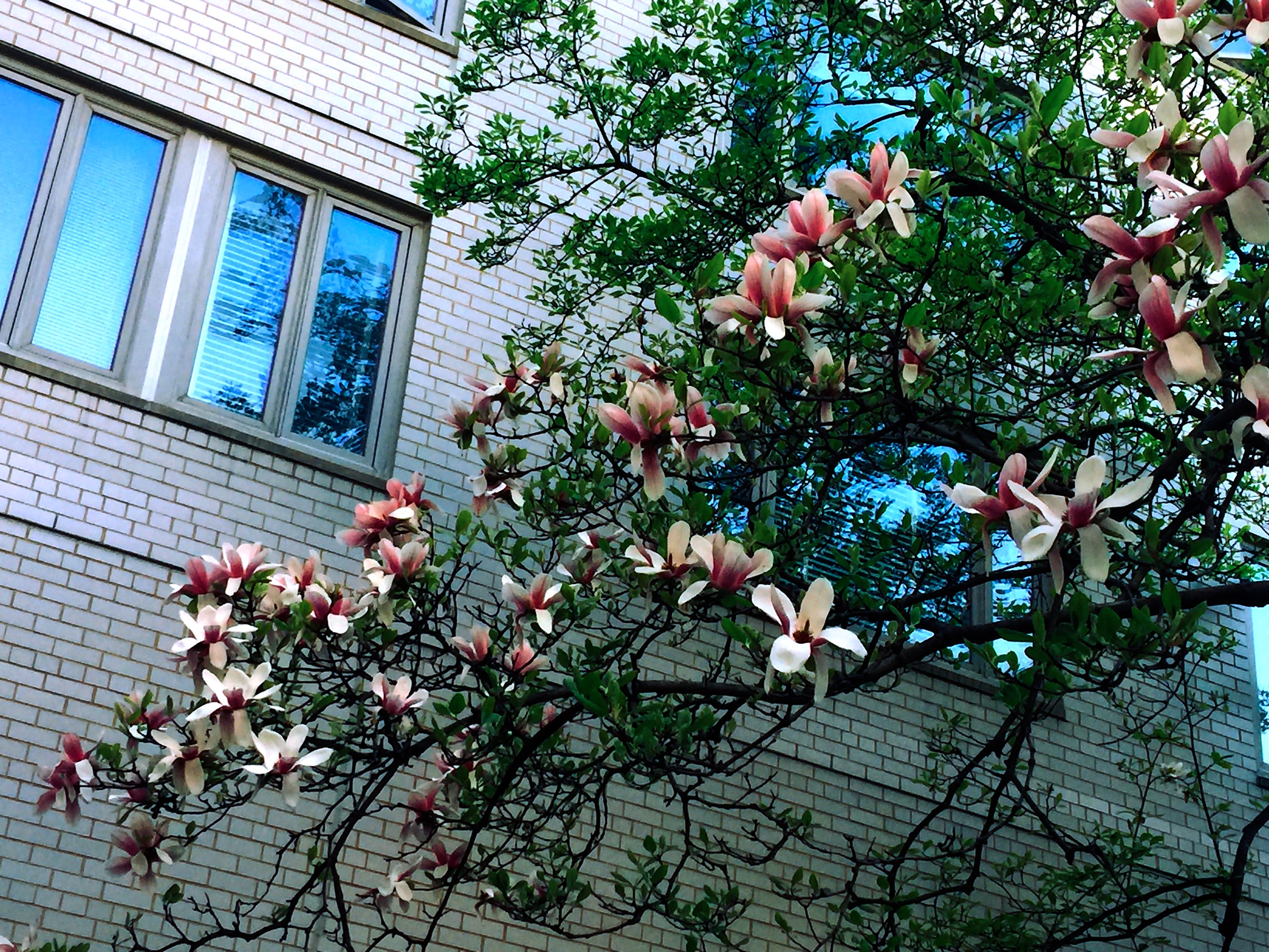 Jennifer Zeng 曾錚on Twitter My Flower Journal In Washington Dc April 10 The Last Magnolia Tree In This Spring 我的花事日記4月10日 春日裏最後一株玉蘭 T Co Abox81ubv5 Twitter