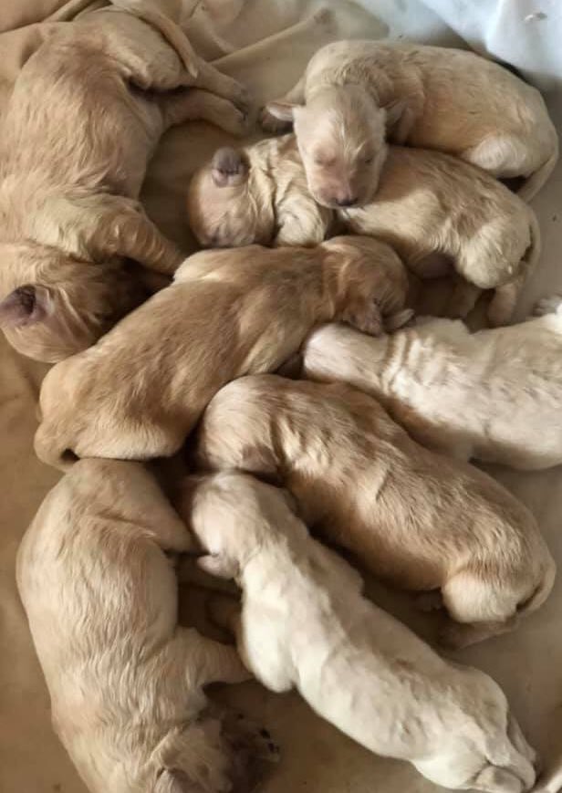 solraga's tweet photo. hello everyone update on sora: i meet the litter on saturday morning where my trainer will evaluate who the best candidates for service work are. and then... i will pick one, out of this pile of potatoes, to be sora 🤯 https://t.co/ODDAqIPhrr