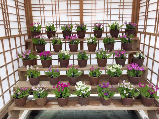 くらしの植物苑のtwitterイラスト検索結果