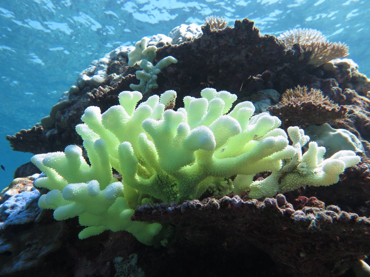 Taryn Foster (@tarynfoster_) on Twitter photo Huge collaborative effort from Western Australian scientists. Sadly, despite their isolation WA reefs are not immune to #climatechange or #coralbleaching
Paper at rdcu.be/buN8o
<a href="/aims_gov_au/">Australian Institute of Marine Science</a> <a href="/uwaoceans/">UWA Oceans Institute</a> <a href="/CurtinUni/">Curtin University</a> <a href="/CSIROnews/">CSIRO</a> <a href="/WAParksWildlife/">Parks and Wildlife Service, Western Australia</a> @CoralCoE <a href="/wamuseum/">Western Australian Museum</a> Huge collaborative effort from Western Australian scientists. Sadly, despite their isolation WA reefs are not immune to #climatechange or #coralbleaching
Paper at rdcu.be/buN8o
<a href="/aims_gov_au/">Australian Institute of Marine Science</a> <a href="/uwaoceans/">UWA Oceans Institute</a> <a href="/CurtinUni/">Curtin University</a> <a href="/CSIROnews/">CSIRO</a> <a href="/WAParksWildlife/">Parks and Wildlife Service, Western Australia</a> @CoralCoE <a href="/wamuseum/">Western Australian Museum</a>
