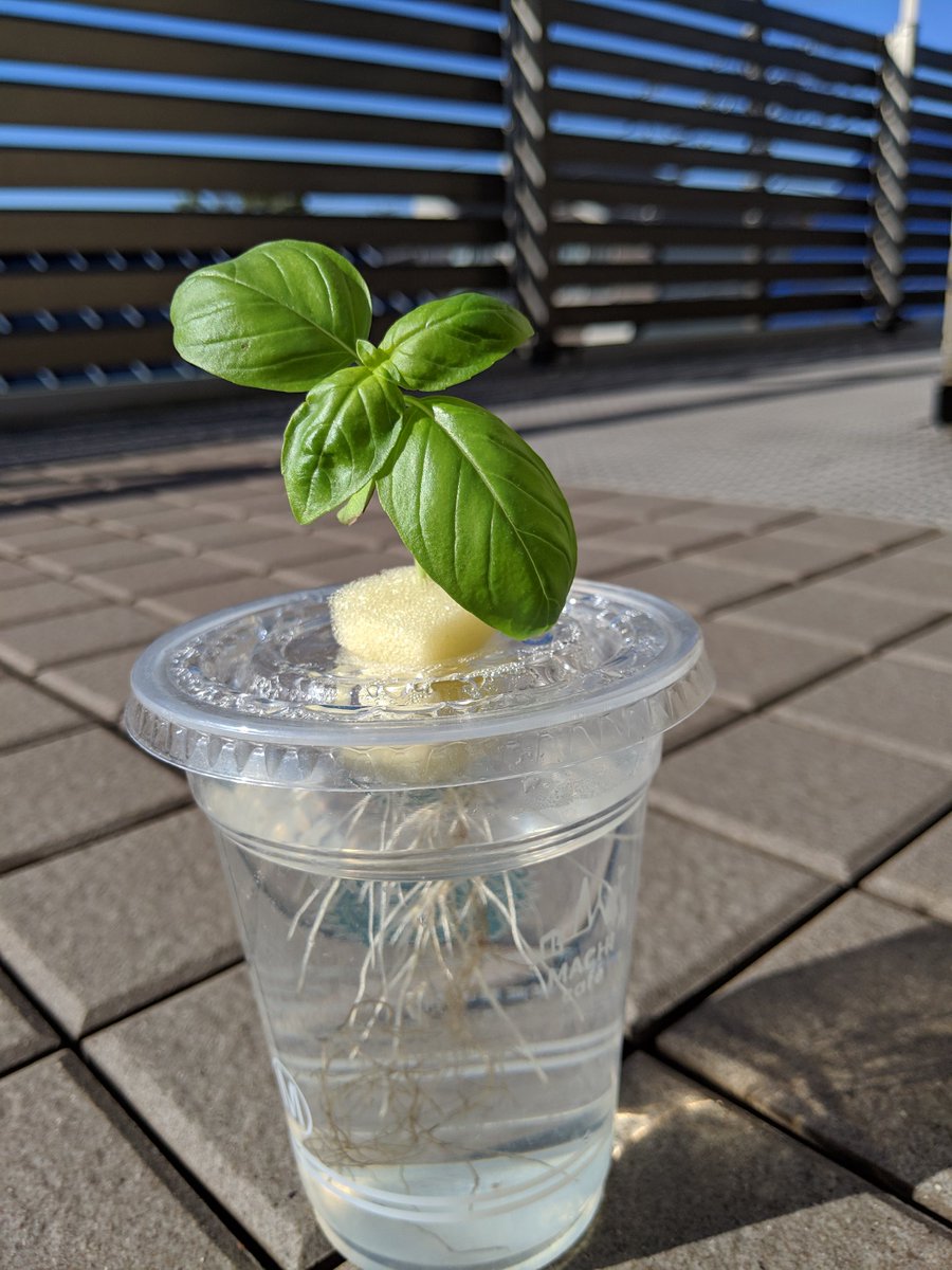 Cottoncolo バジル 背が伸びて摘芯兼ねて収穫 挿し芽した分も発根してたくさんになりました 培地を用いないから葉水代わりよ丸洗いが簡単 プラカップ 水耕栽培 ペットボトル