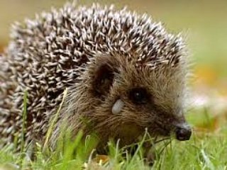 mafaimetmoi's tweet photo. Qui reconnaît cet animal ? Trop mignon pour être dans une sauce  ? 😭😪
Dégusté cet aprem...  #belabo  #belabothings  #inmysteps  #mafaimetmoi 💝 https://t.co/9SJKXP54aw