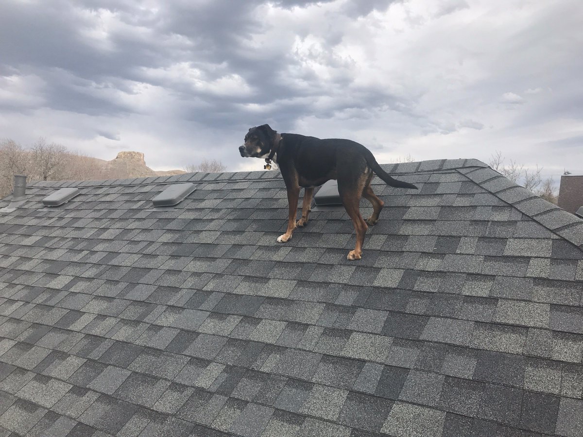 AccurateContra3's tweet photo. @jonahwood1170 What do you think about this picture? #roofdogs #roofing #dogsoftwitter https://t.co/VzGT1uiAw5