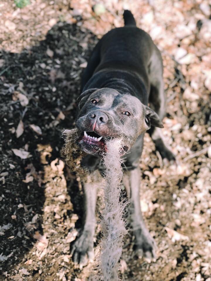mycanecorso's tweet photo. *Cayla DeMarko #mycanecorso #tcccoa #canecorso #canecorsoclubofamerica #canecorsocool #italianmastiff #corsolover #canecorsofamily #corsolife https://t.co/CraMBoF4M5
