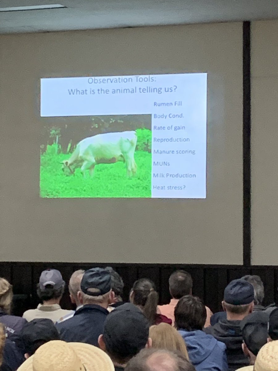 Remember to just observe your grazing animals....are they telling you something? #observation #grazing #pasture #grazingmanagement #canyoulearnsomething