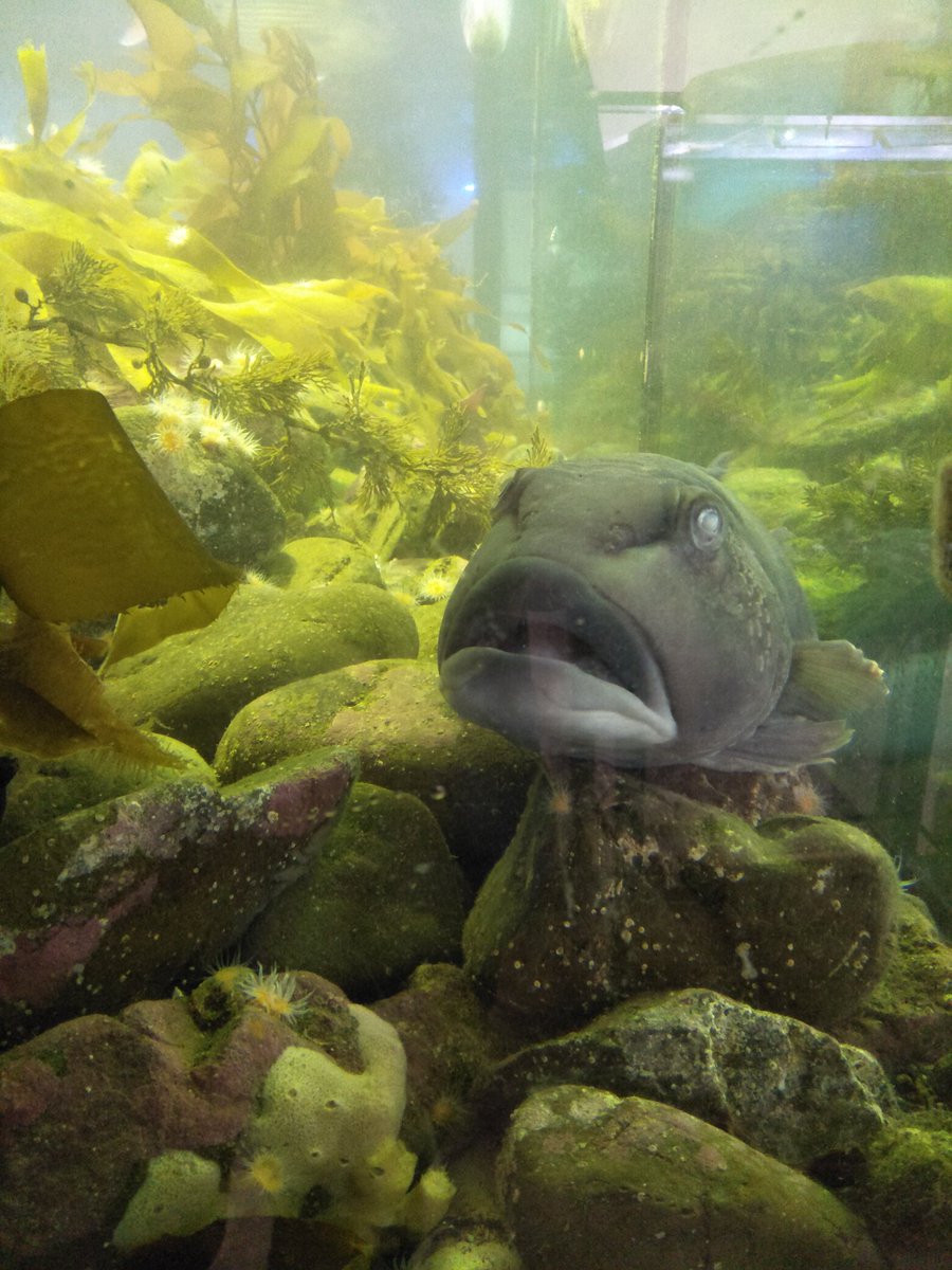 saltyseacapt's tweet photo. Nothing says local like the #Bluecod #parapercis colias. This is our big boy. Coming in at 560mm he is huge. He is safe from #fishing as he chills in his tank.
#NewZealand #endemic #costalcreatutes https://t.co/PthsudDzsv