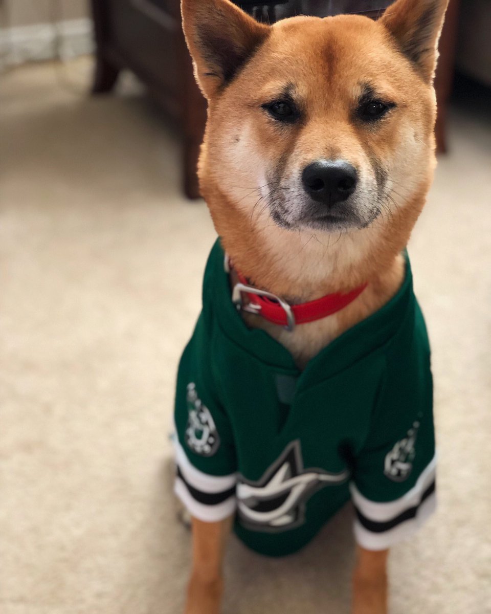 dallas stars dog jersey