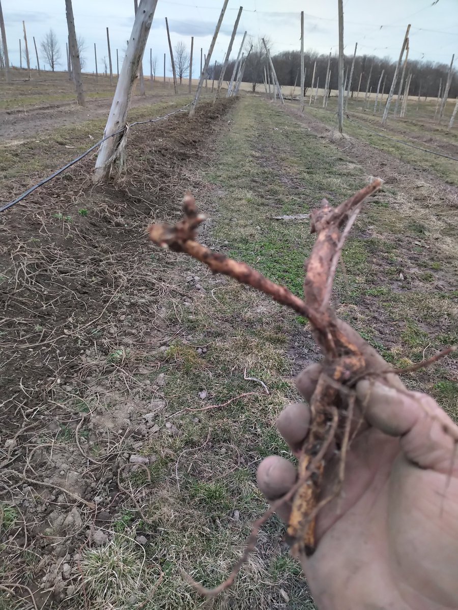 Digging rhizomes for the #heritagegoldenpilsner from #hespelerbrewing were expanding to keep pace with the sales of this great beer using our heritage hops <a href="/brew_on/">BrewON</a> #buylocal