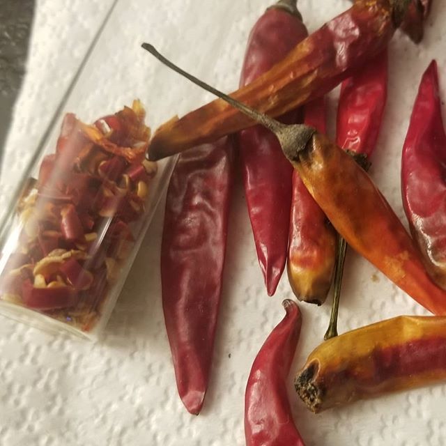 EDC_Deals's tweet photo. There's more to life than taking pictures of EDC. These peppers have been drying for a couple weeks and I'm storing them tonight. #NOT #EDC #everydaycarry #peppers #foodprep | #EDC #EverydayCarry https://t.co/kYI7nh2ubd