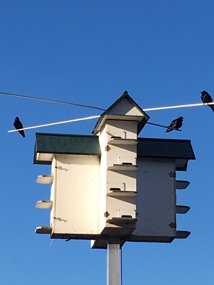 Purple Martins are back!  Just in time for the Masters.