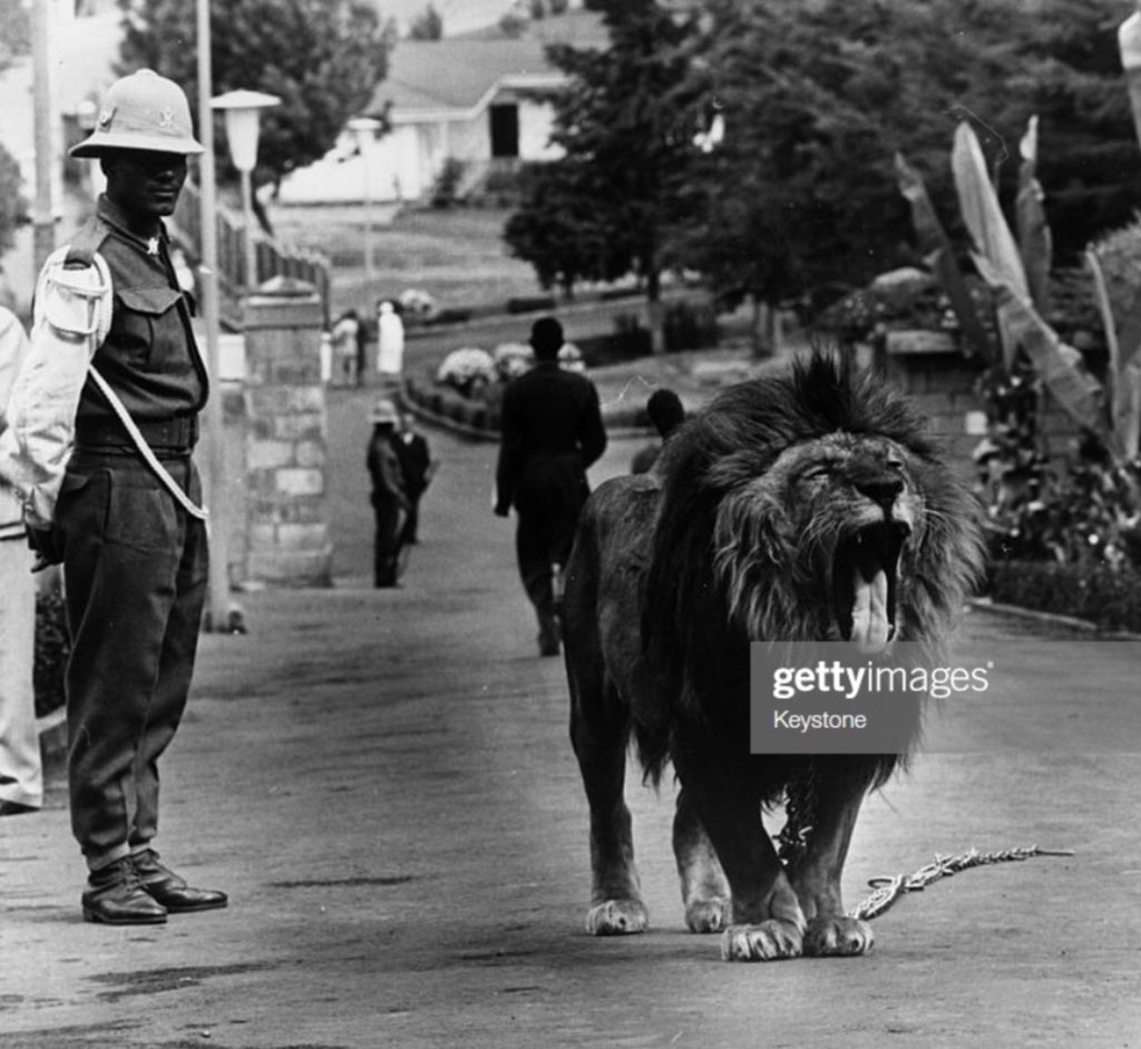 Fresh_Flames1's tweet photo. Before @Disney Created #TheLionKing Characters
Mufasa, Simba And Scar
The Most Noted King Lion Of
#TheLionKing #HalieSelassie
Was Tojo Royal Guard Of The
Emperors Jubilee Palace https://t.co/zfnGYGxa8Q