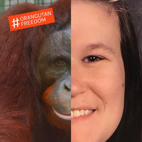 #OrangutanFreedom