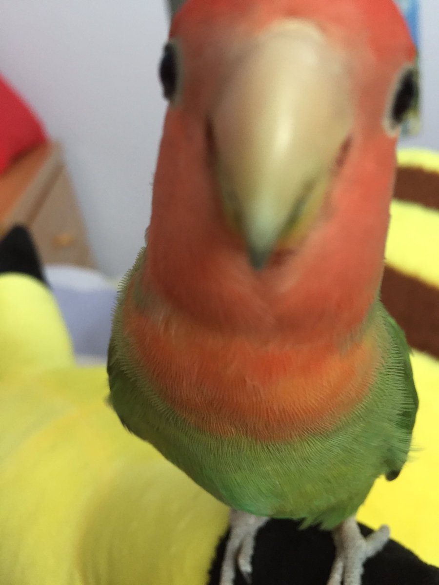 MissBirb's tweet photo. WHAT YOU SAY https://t.co/hn4nlUYyMr