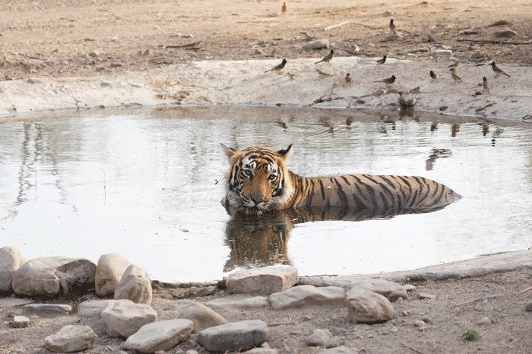 Nazaaray's tweet photo. Cellar door tasting fees used to put in bore well and create a water hole in drought stricken forest. https://t.co/mRzkHNO4VQ