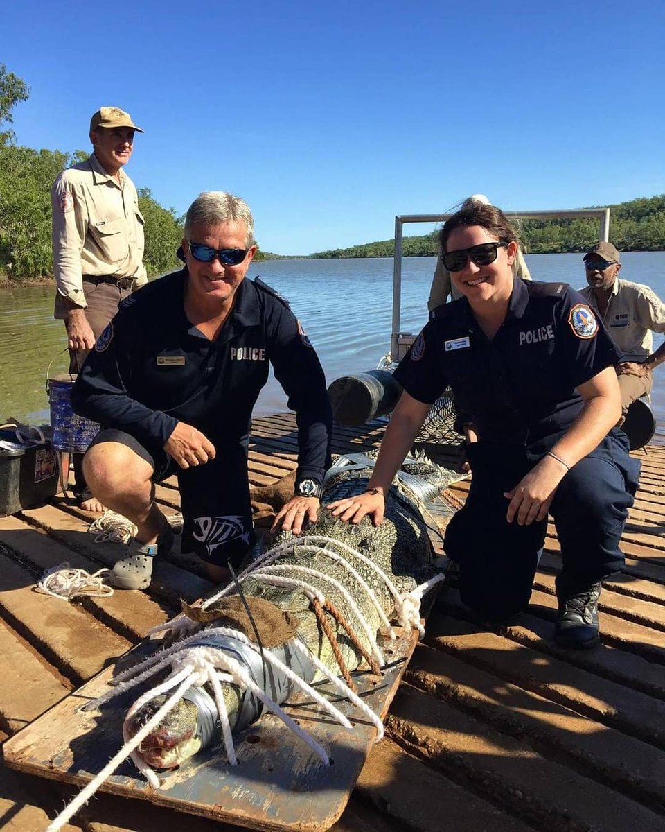 Pulled from the beautiful Victoria River at Timber Creek this morning, a 3.3m lizzy lizard also known as Crocodylus Porosus, also known as Estuarine Crocodile, also known as Saltwater Crocodile, also known as RUN DANIEL! #NTPFES